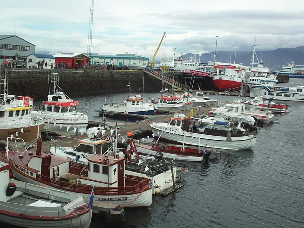 Reykjavík old harbour, Whale watching from the old harbour