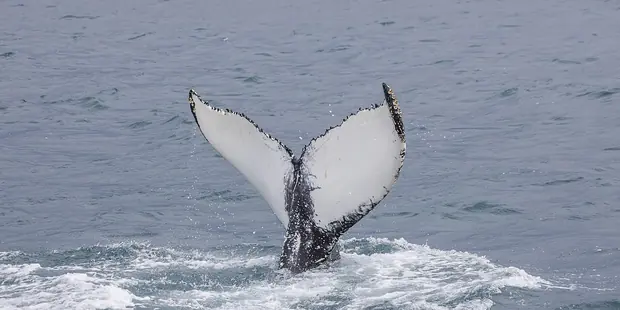 A humpback whale off Iceland, Whale watching from the old harbour