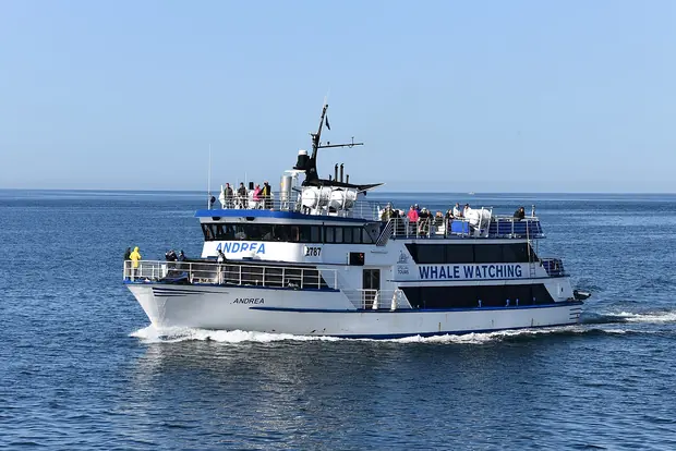 A whale watching boat in Reykjavík harbour, Whale watching from the old harbour