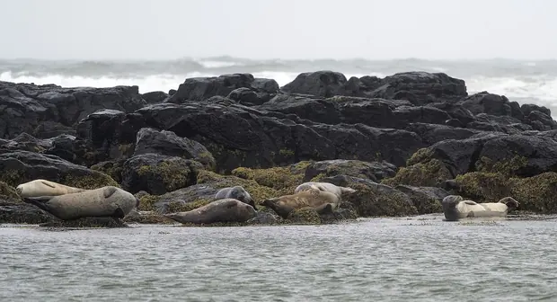 Seals at Ytri-Tunga, Snæfellsnes full loop